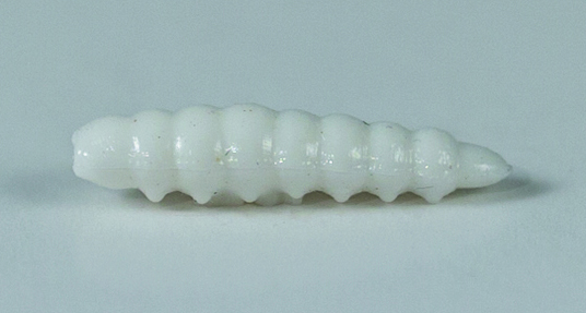 LARVA DEL MIELE 25 mm Ø 5.5 mm in file da 6 (Col. BIANCO) 54 pezzi